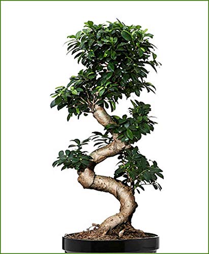 Abana Homes Bonsai Plants for Home Indoor Live | Multicurve Ficus Bonsai Tree 12 Years 70 CM
