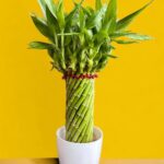 Amulya FARMS & NURSERY Bamboo Wheel in White Pot | Lucky Plants