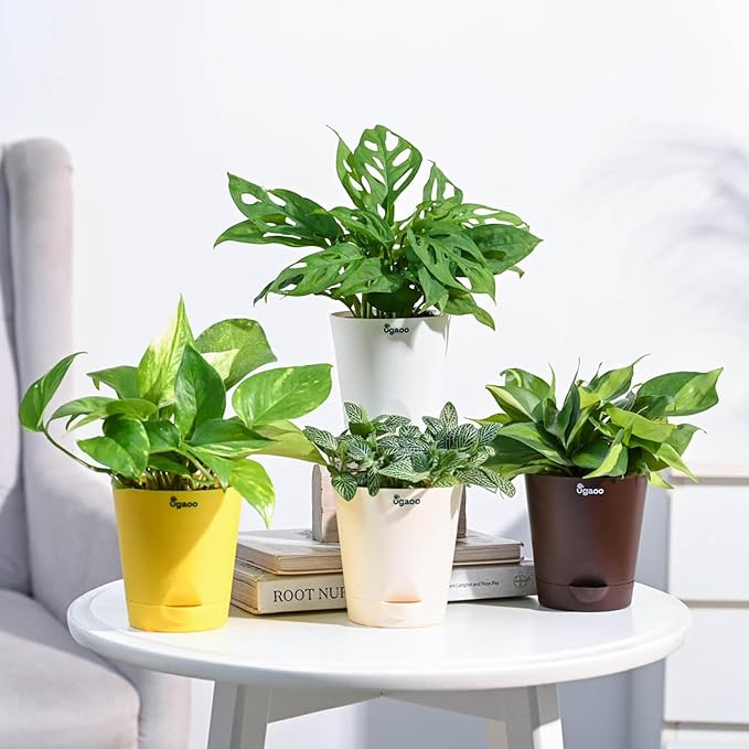 Ugaoo Indoor Plants Combo of 4