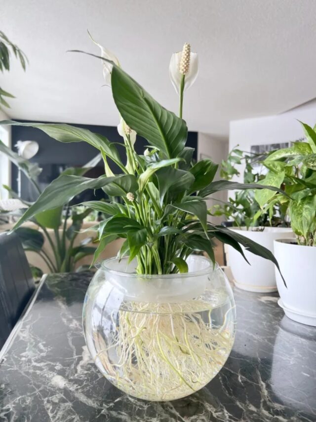 1.PeaceLilyWaterPlant