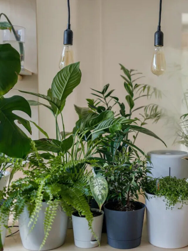 13.SustainableIndoorGarden