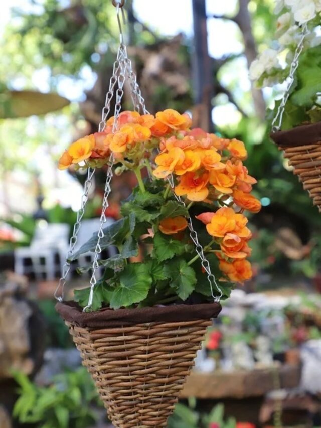 2.BegoniaHangingBasket
