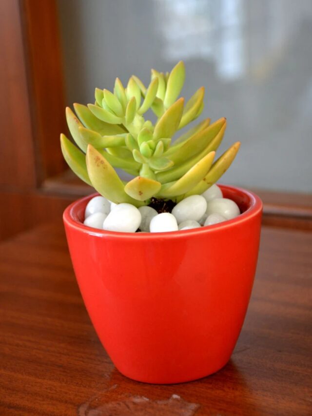 Sedum Succulent Plant
