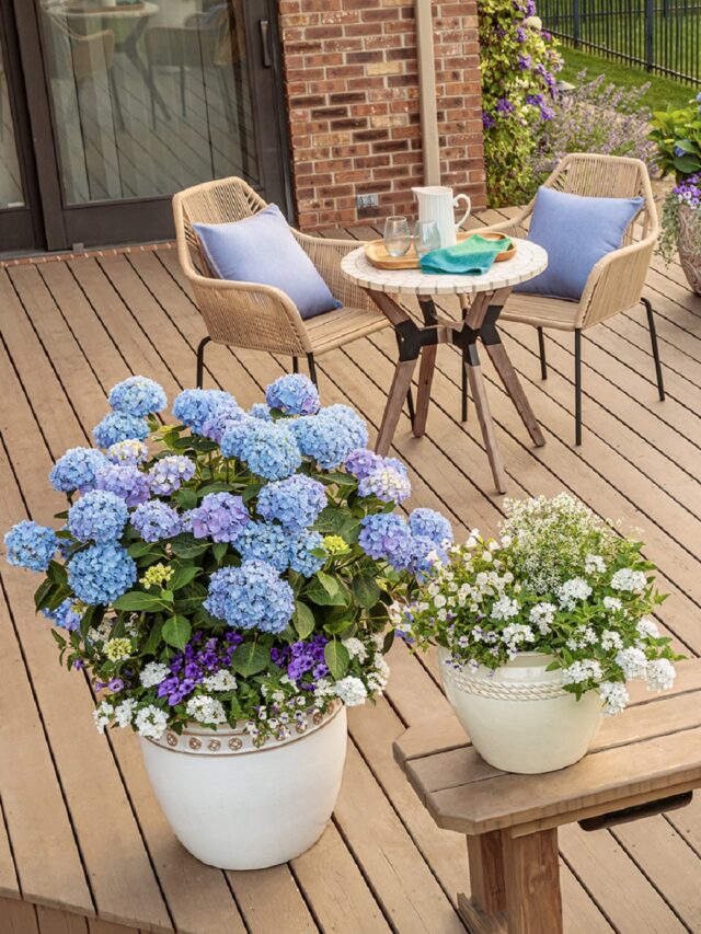 Hydrangea-Ornamental-Plant
