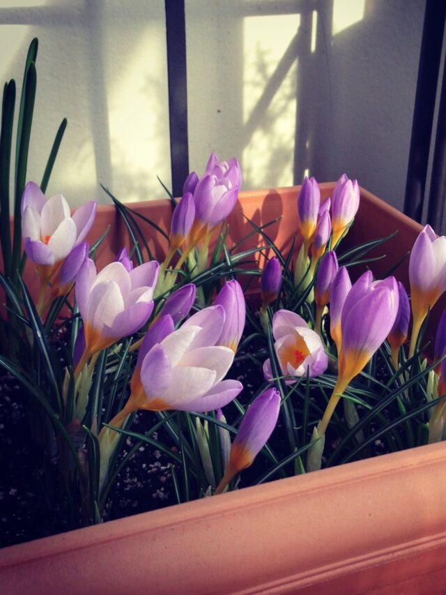 Crocus Flowering Plant