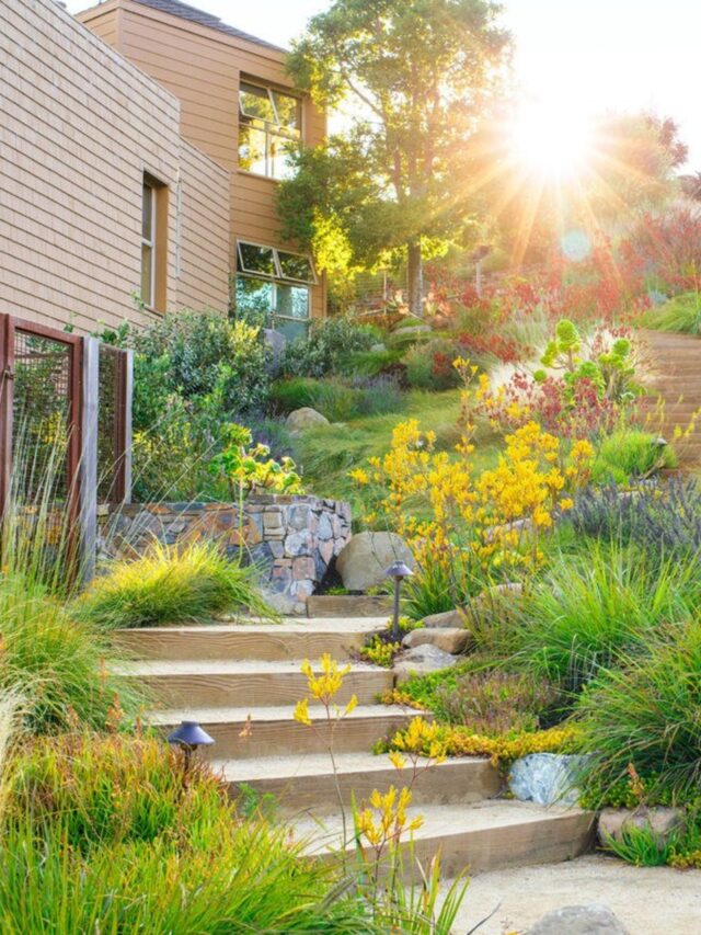 .Drought-Tolerant Solutions Landscaping Ideas