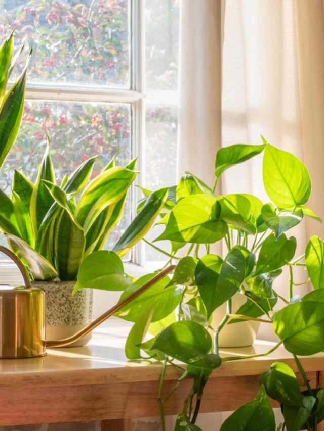 Decorating Tips for Snake Plant