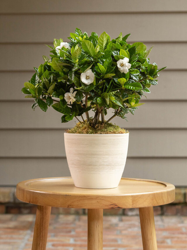 Gardenia for Anniversary Gift