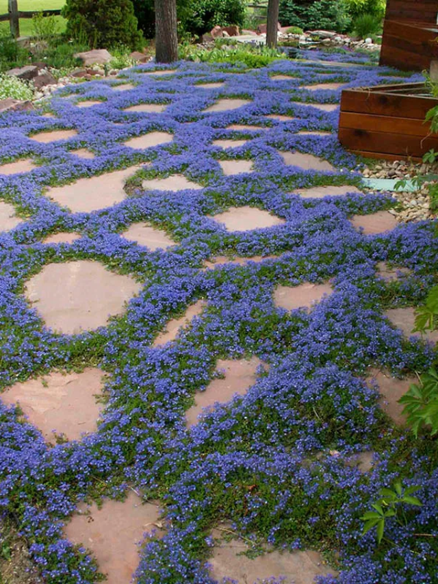 Veronica Ground Cover